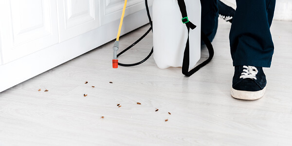 Pest control supplies being used to kill pests on the floor